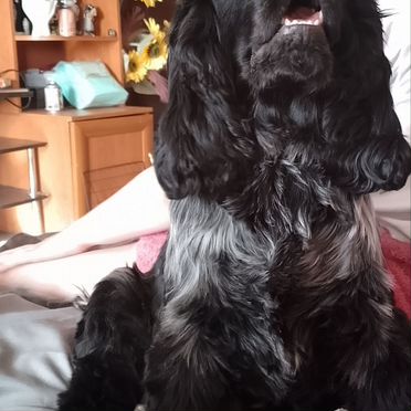 Английский кокер-спаниель, взрослый пёс