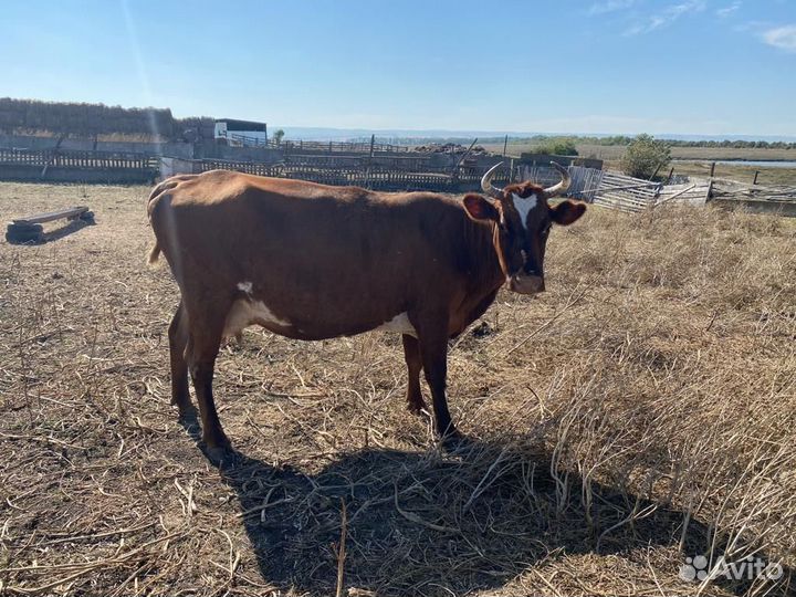 Корова стельная