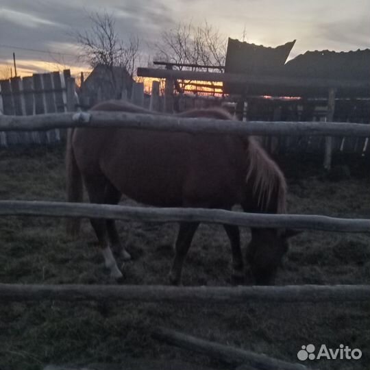 Домашние животные