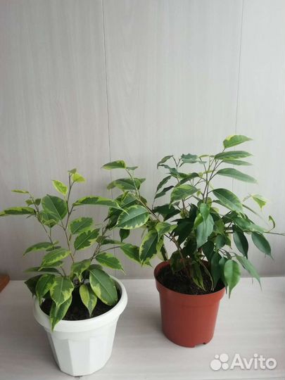 Фикус бенджамина