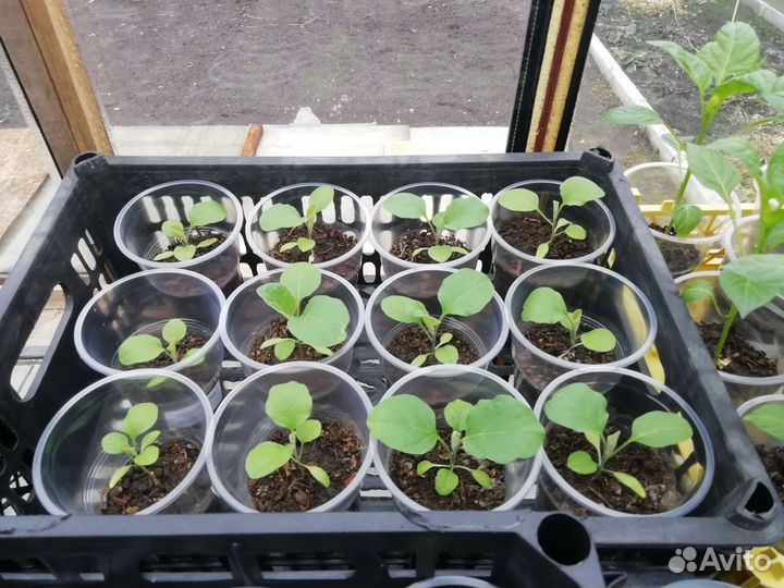 Рассада перца, баклажан, томатов, цветов