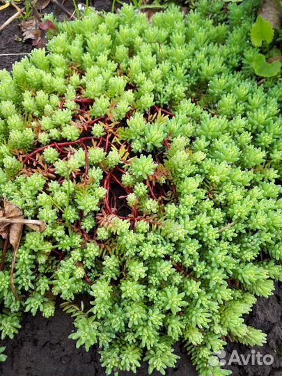 Почвопокровники