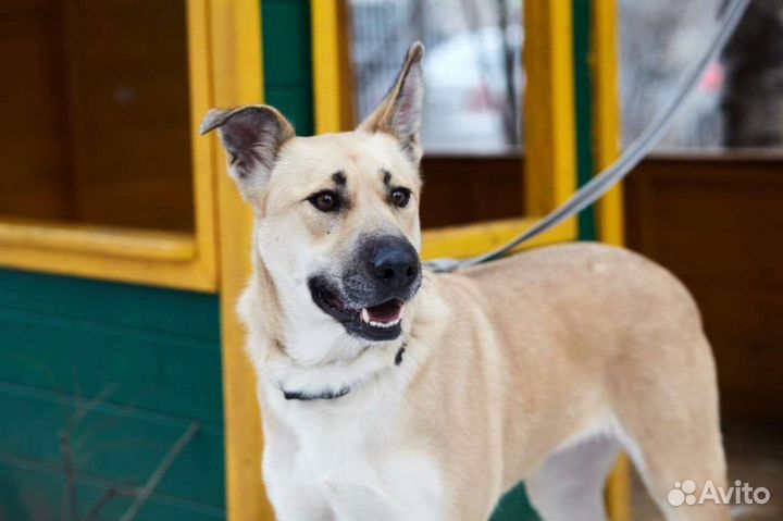 Собака в добрые руки Гаечка