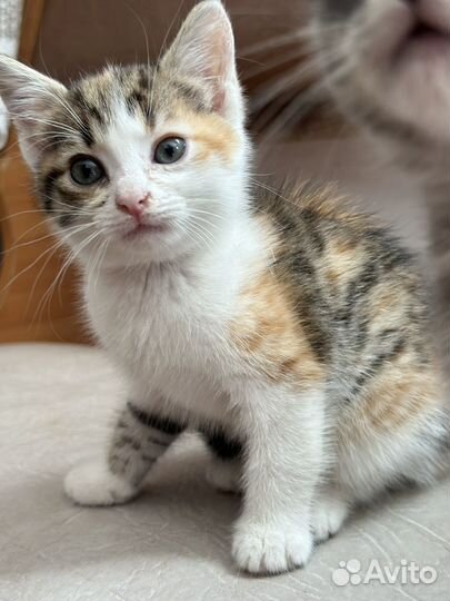 Кошка и кот