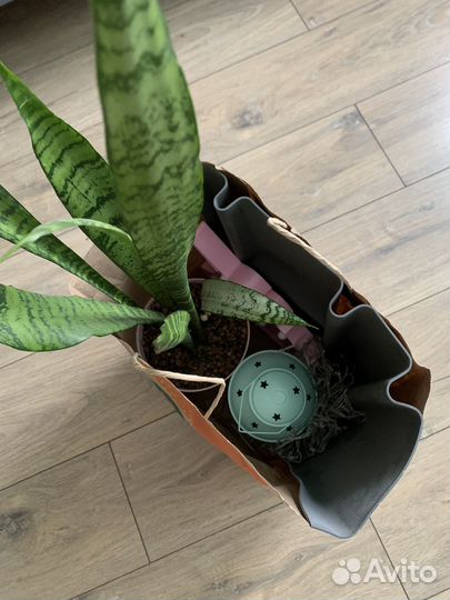 Набор светильников для декора и цветок