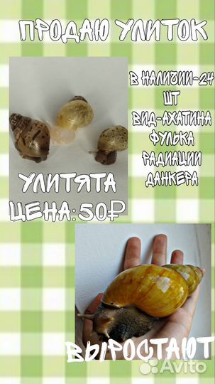 Улитки ахатины