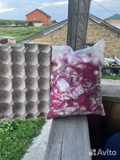 Лепестки красных роз