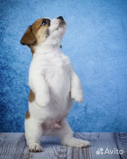 Шикарные щенки Джек Рассел терьера с документами