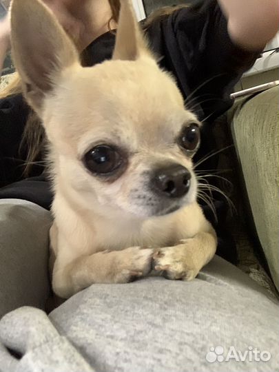 Вязка чихуа