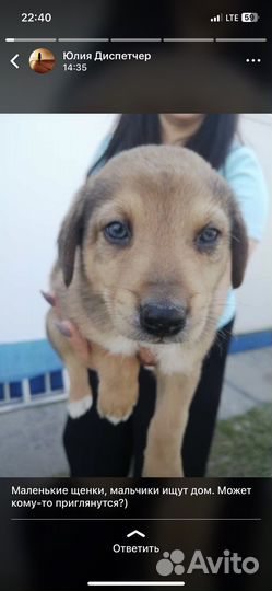 Щенки в добрые руки