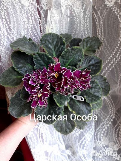 Фиалки детки