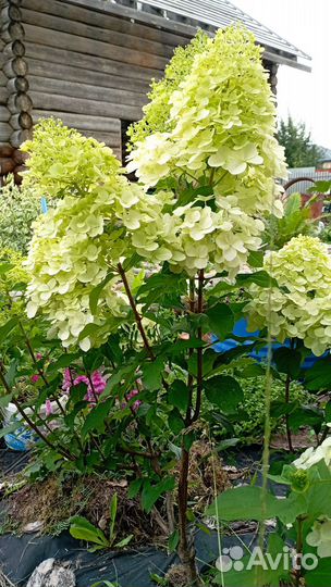 Гортензия метельчатая саженцы