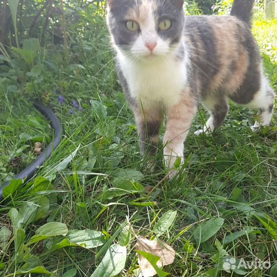 Милая кошечка Муся