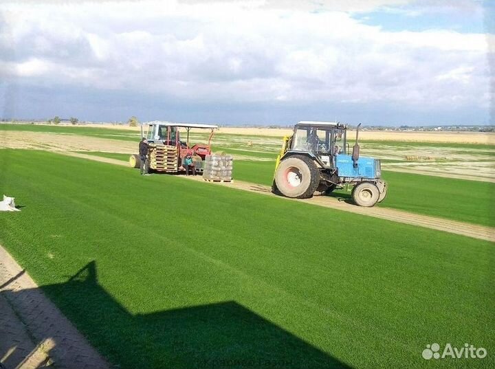 Газон в рулонах для плодородной почвы