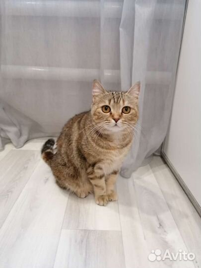 Отдам кошку в добрые руки