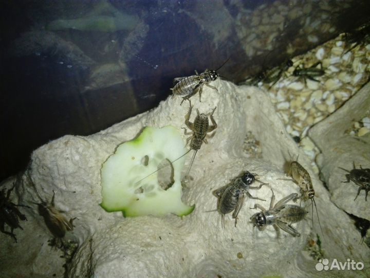 Насекомые: Сверчки, тараканы, муравьи