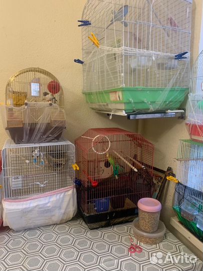 Попугай вместе с клеткой