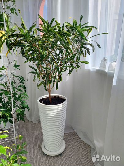 Кротон узколистный