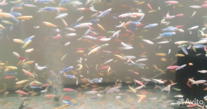 Живая рыба