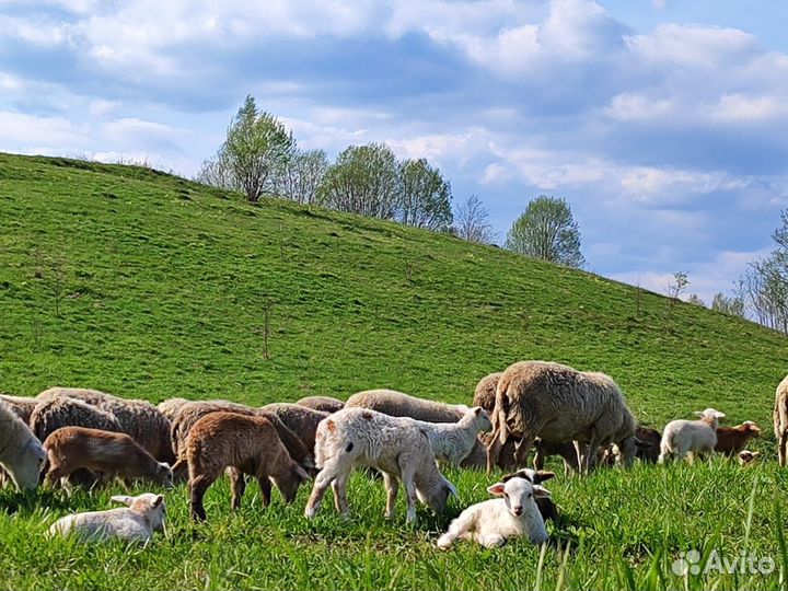 Катумские овцы с ягнятами