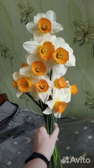 Луковицы нарциссов