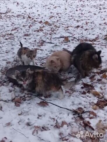 Котята в добрые руки