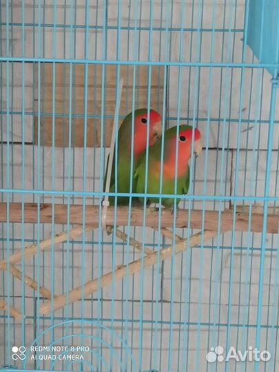 Попугай неразлучники с клеткой