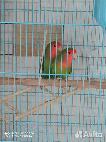 Попугай неразлучники с клеткой