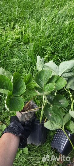 Клубника, саженцы