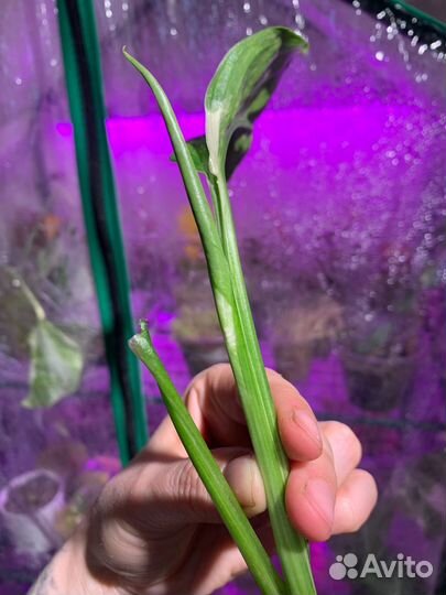 Монстера лехлериана вар