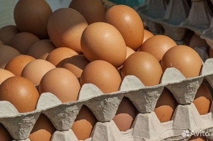 Домашние куриные яйца