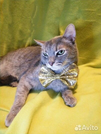 Котик в добрые руки