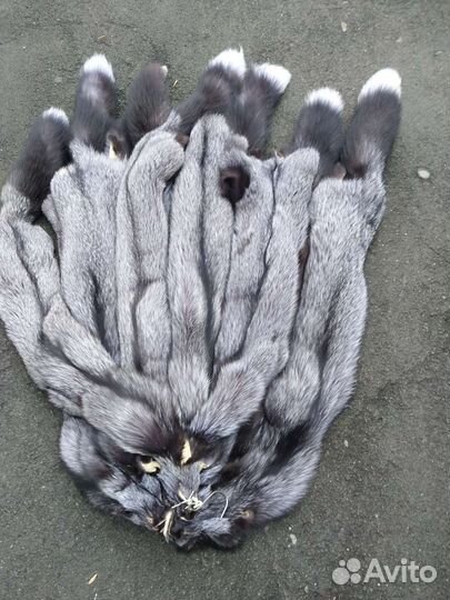 Чернобурая лиса,длина 68-72см