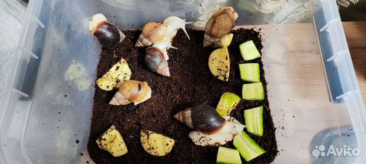 Улитки ахатины