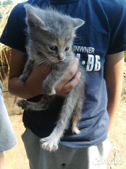 Крошки в добрые руки