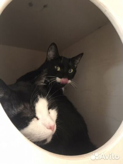 Гостиница для кошек. Котоняня. Груминг