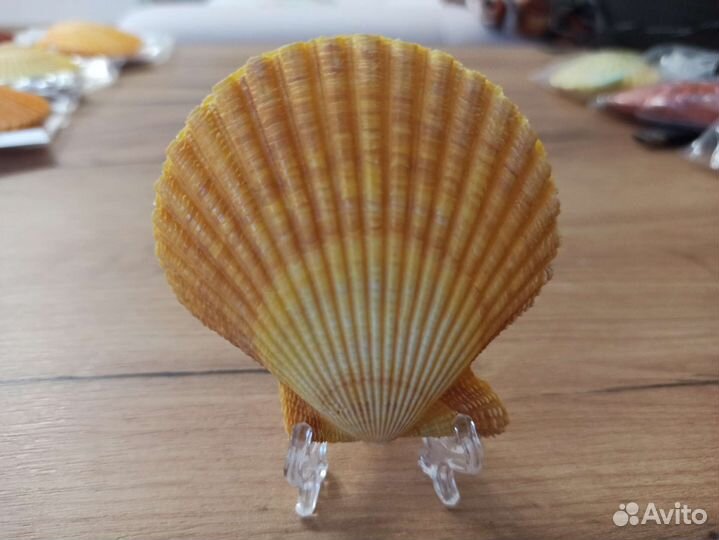 Морская раковина