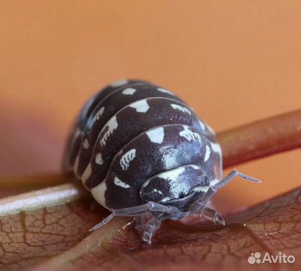 Мокрицы, Скорпионы, Аргентинский таракан, мыши