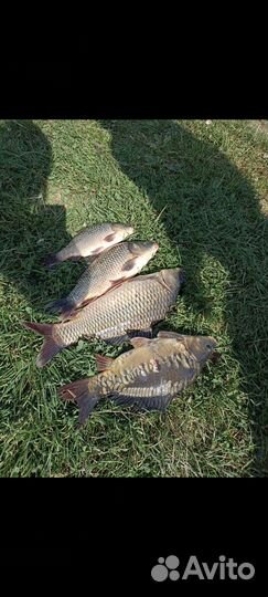 Карповые снасти, монтажи, соска