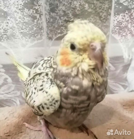 Птенец корелла выкормыш