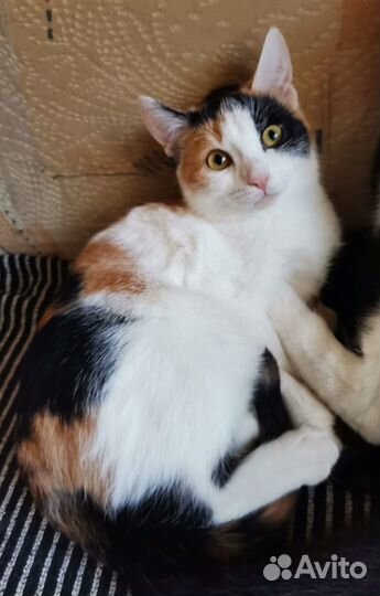 Ева ищет дом