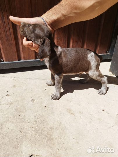 Щенки курцхаара