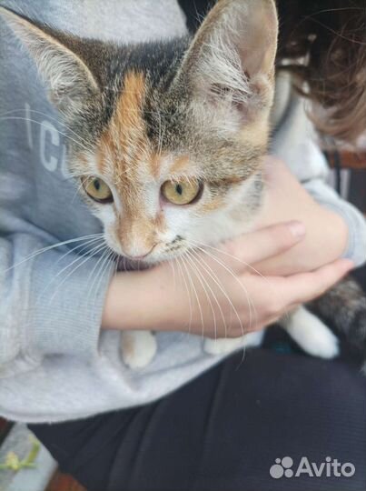 Трехцветный котенок девочка