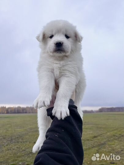 Щенки метисы (ретривер и самоед)