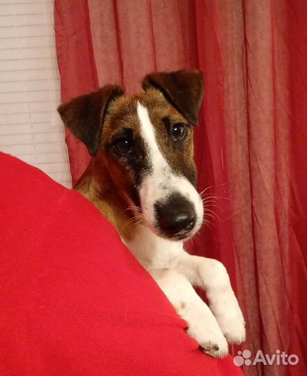 Фокстерьер гладкошерстный, вязка