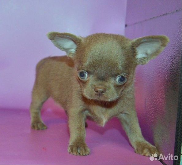 Чихуахуа лиловые кукольные щенки