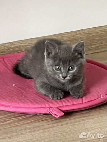 Котятки только в добрые руки