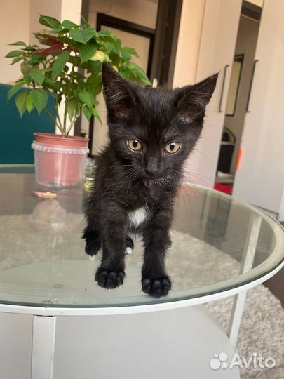 Котенок девочка в добрые руки