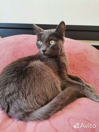 Кошечка в добрые руки