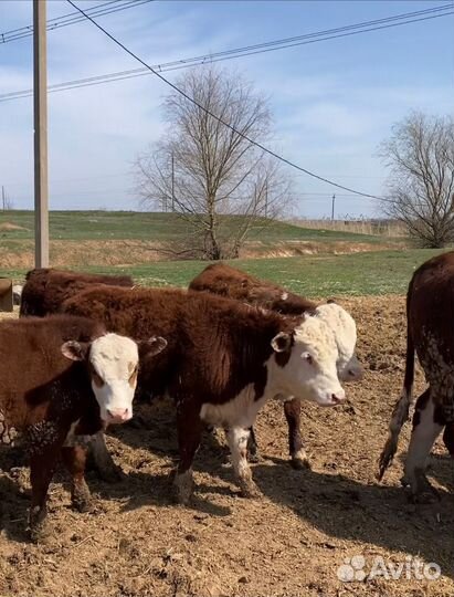 Быки на племя